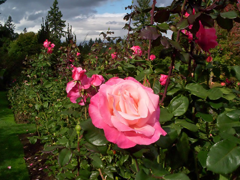 Rose Test Garden, Portland