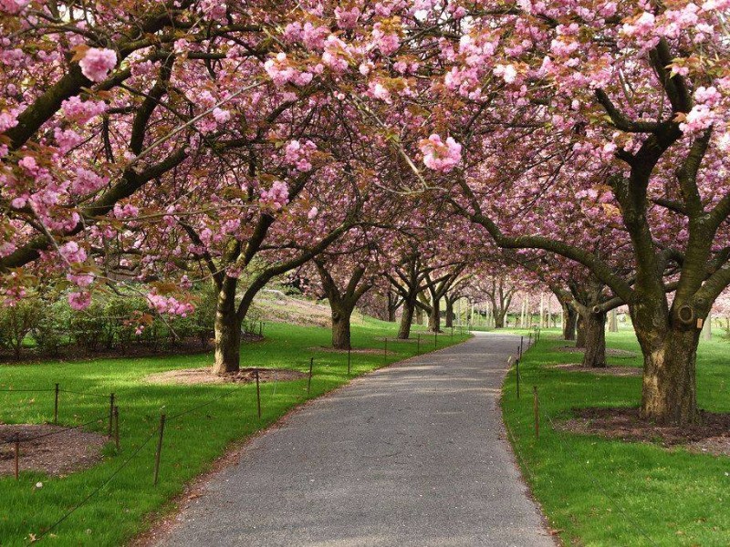 Brooklyn Botanic Garden