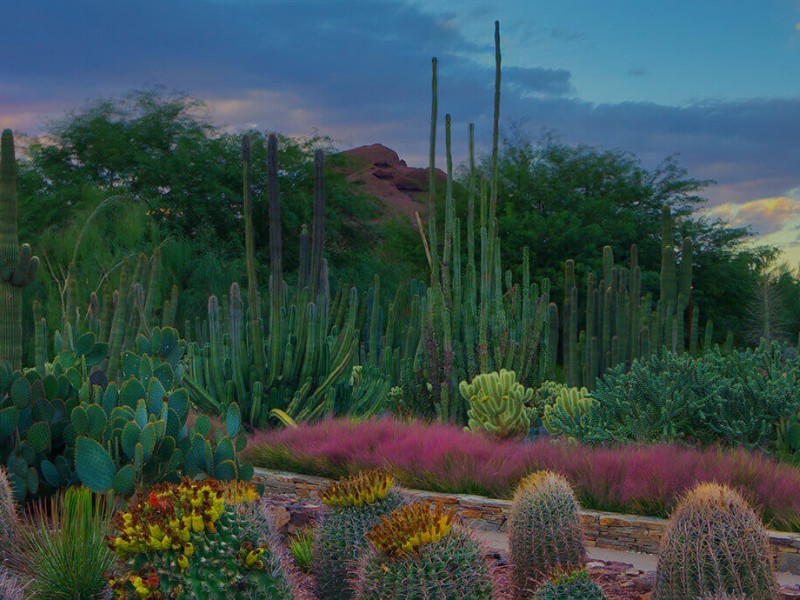 Desert Botanical Gardens