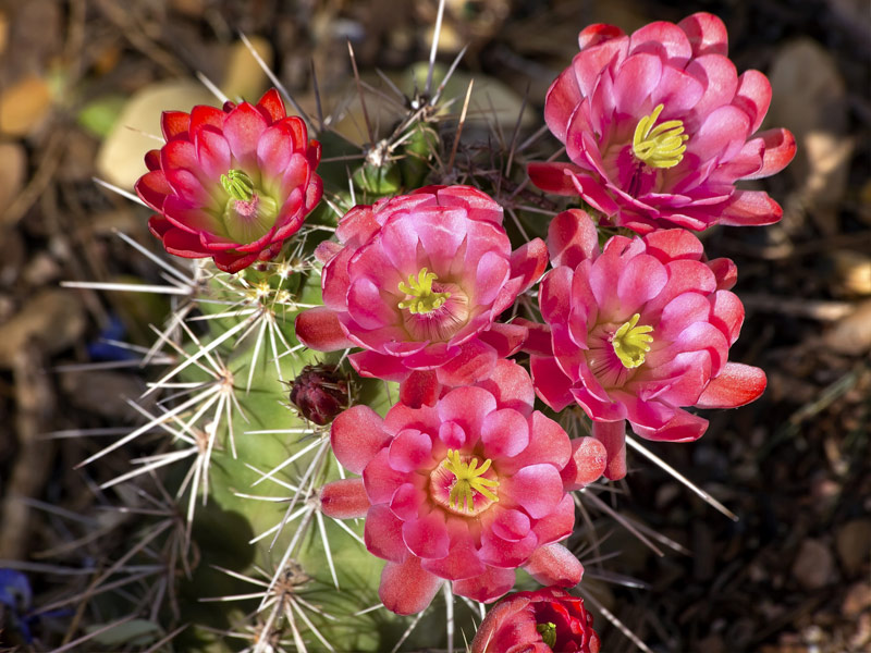 Desert Botanical Gardens, Phoenix, Arizona