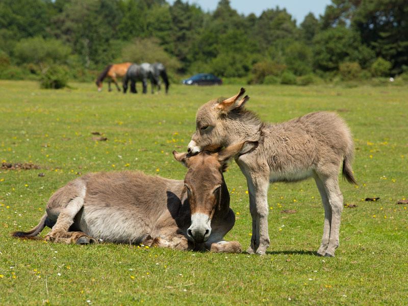 The New Forest