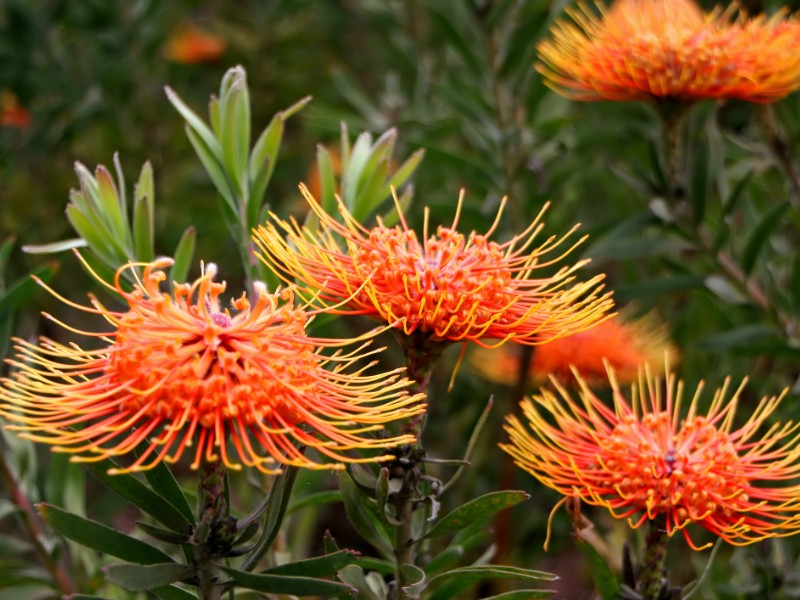 Protea Flower