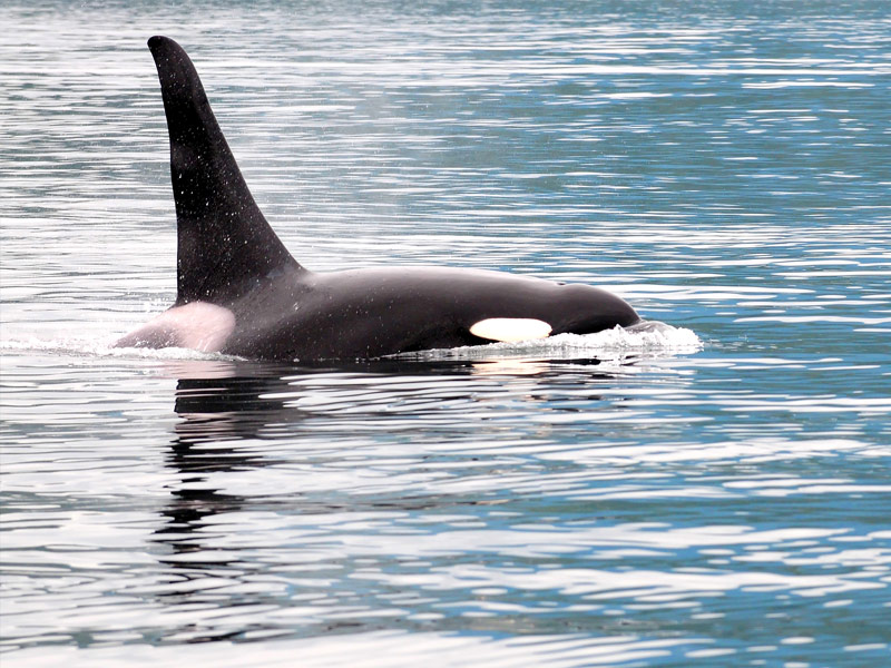 Orca whale breaching near Vancouver Island