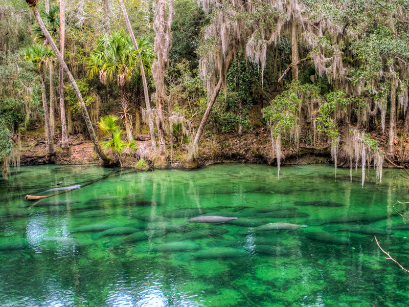  Blue Springs State Park, Orange City