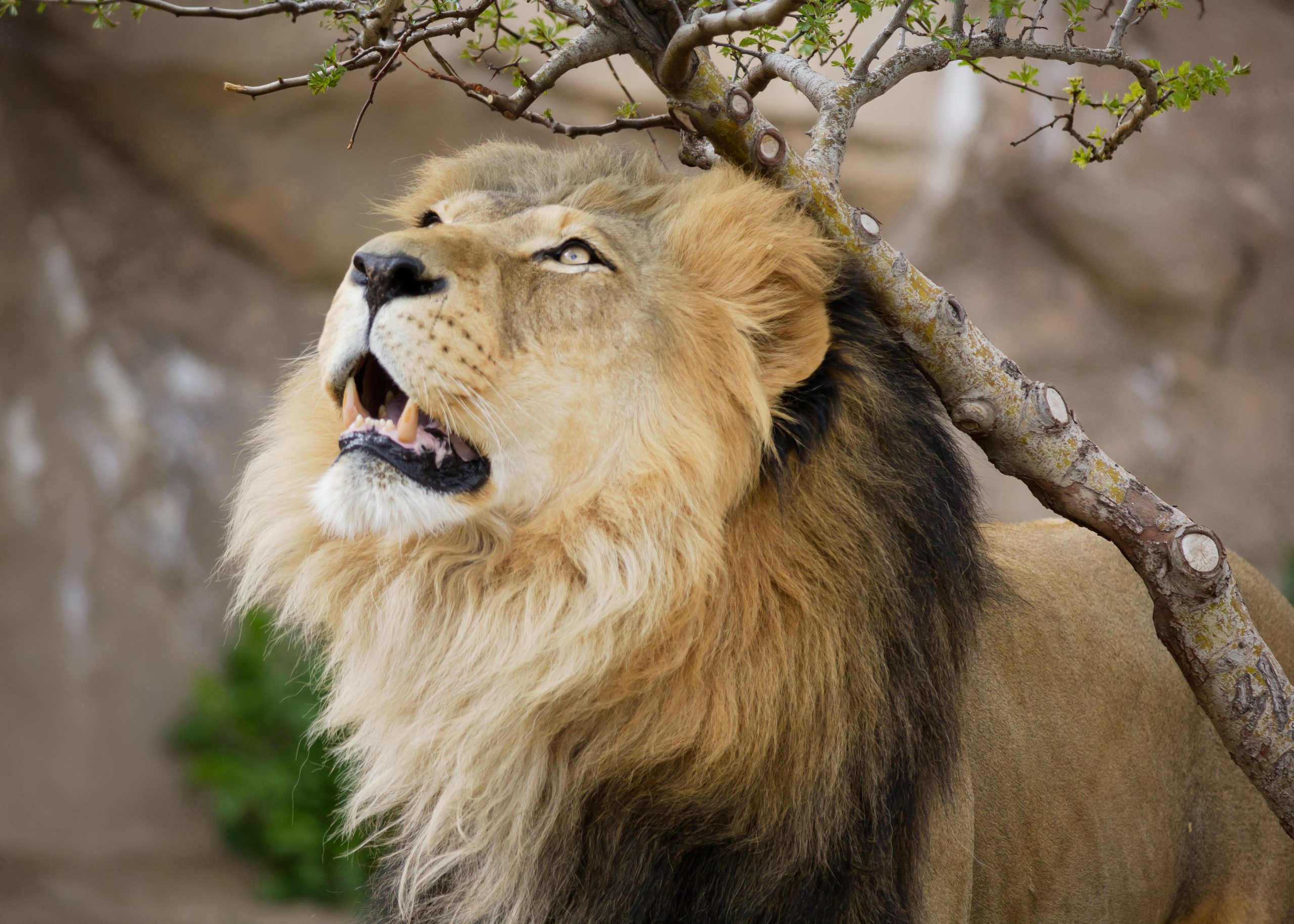 Lion at the Denver Zoo