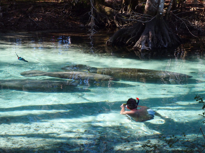 Three Sisters Springs in Crystal River