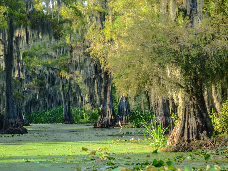 Caddo Lake