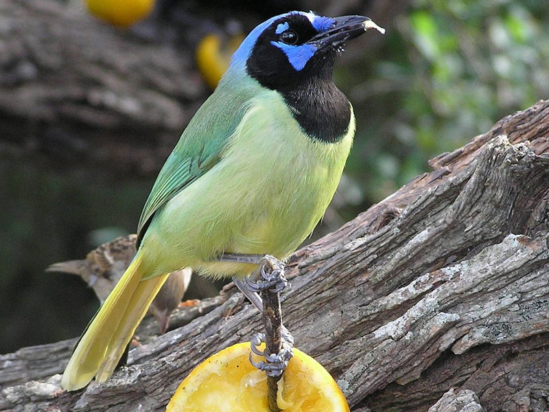 Laguna Atascosa National Wildlife Refuge, Los Fresnos