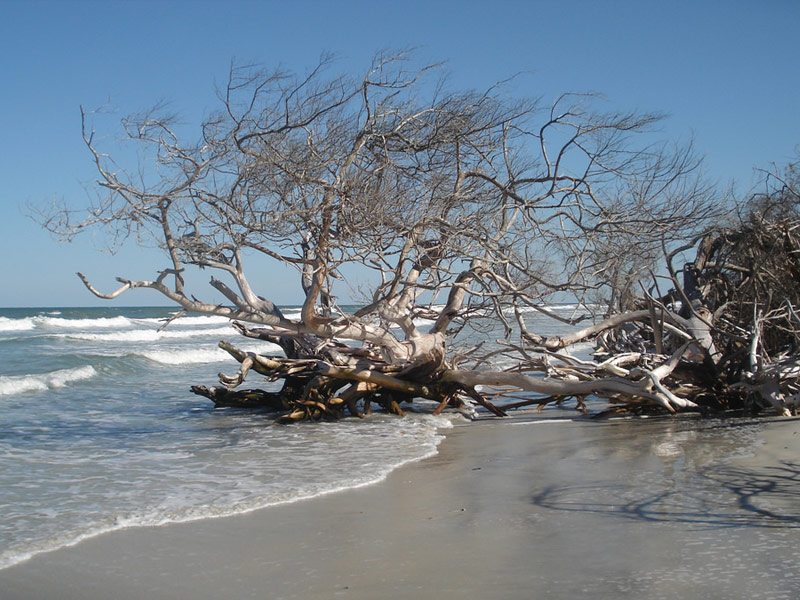 Little Talbot Island State Park, Jacksonville
