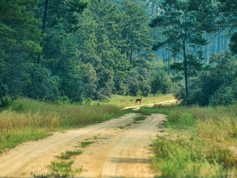 Ocala National Forest, Ocala
