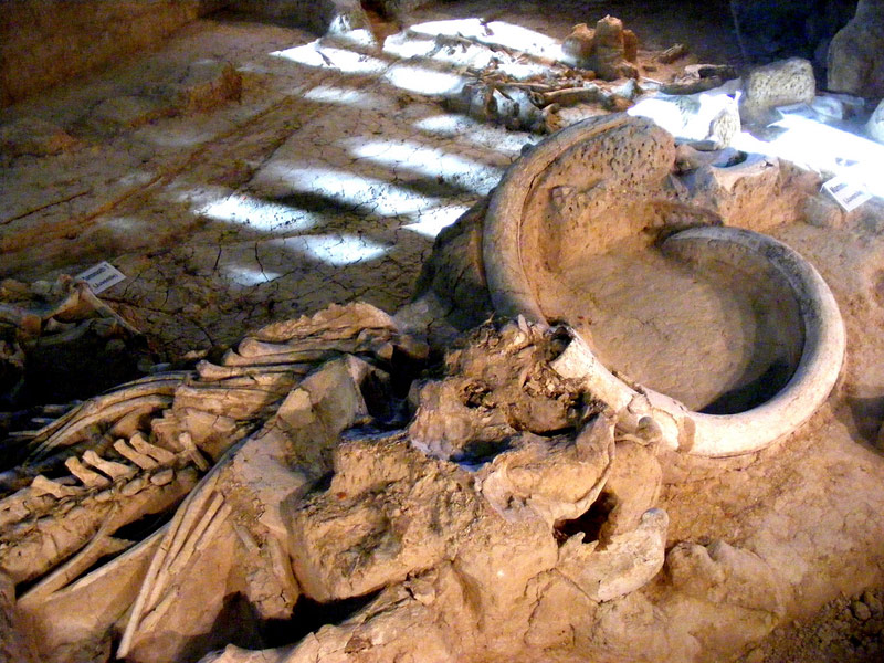 Waco Mammoth Site, Waco
