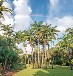 palm trees under blue sky