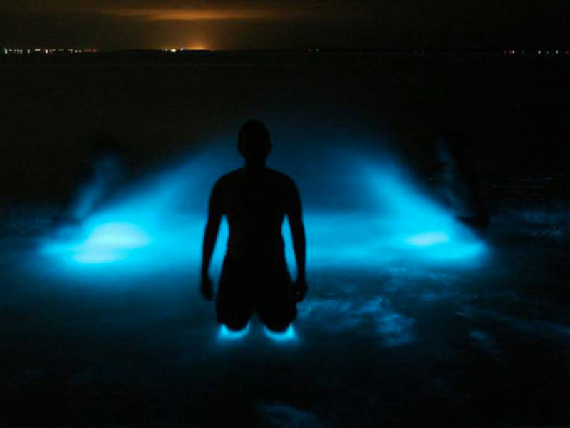 Puerto Mosquito Bioluminescent Bay