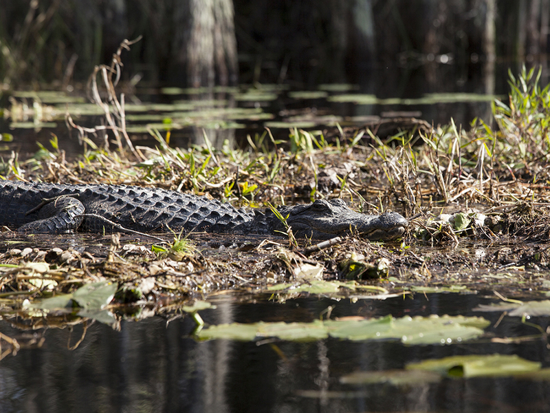 Okefenokee swamp