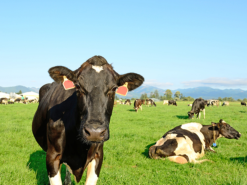 Holsteins in Tillamook