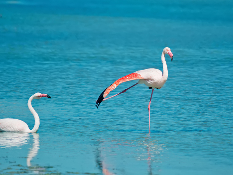 Flamingos in Sardinia pond