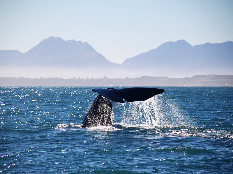 Sperm Whale, Kaikoura