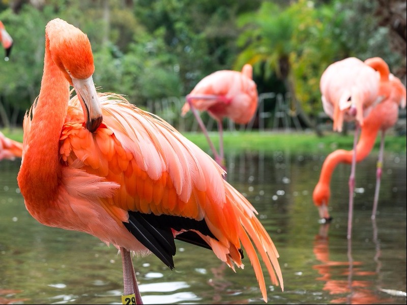 Flamingo Gardens