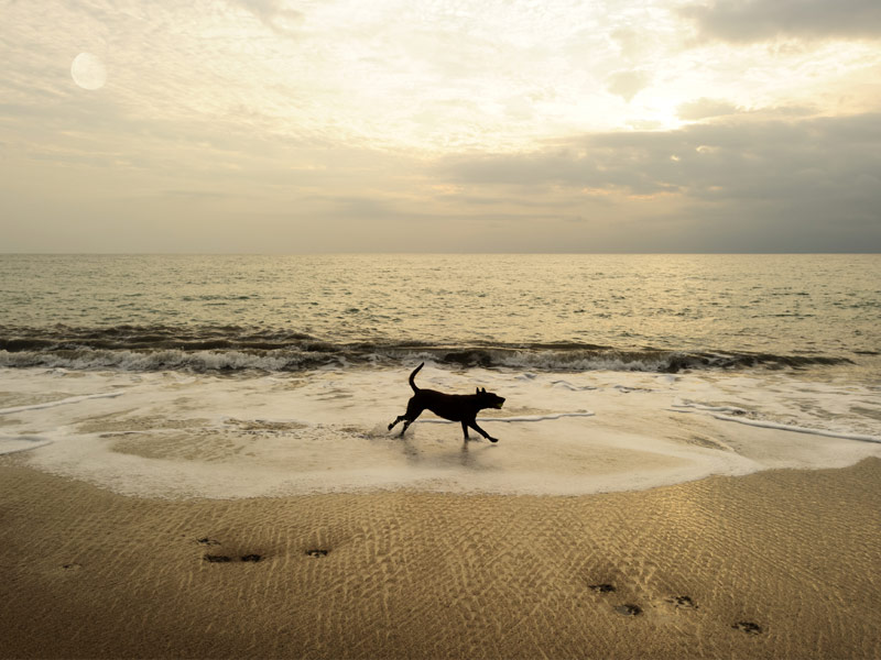 Dog Beach