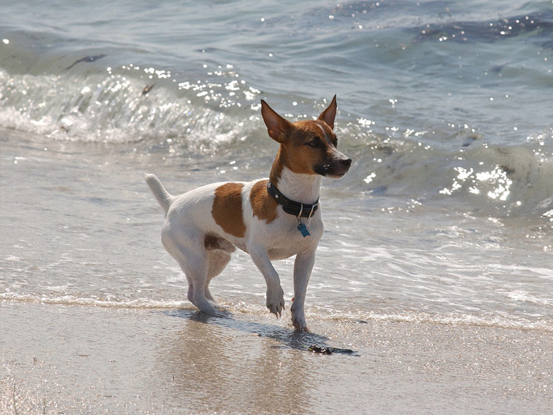 Fort De Soto Paw Playground