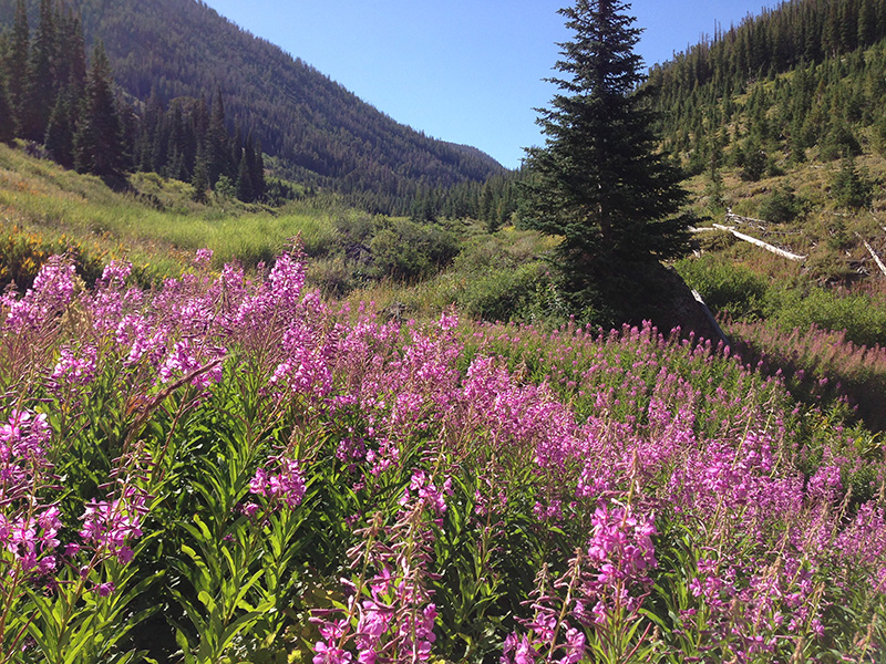 Jarbidge Wilderness, Nevada