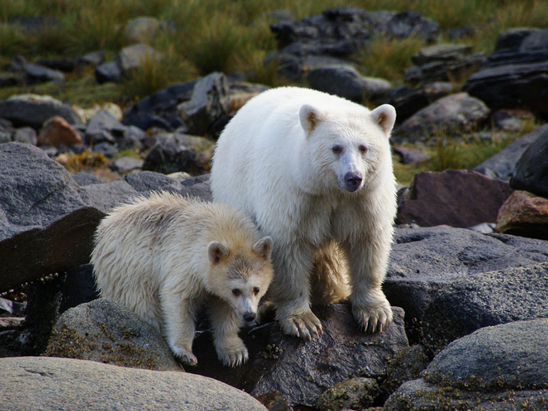 Kermode bears, Great Bear Rainforest, British Columbia