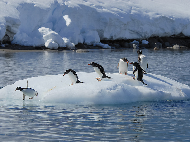 Gentoo penguins, onn an iceberg in Antarctica