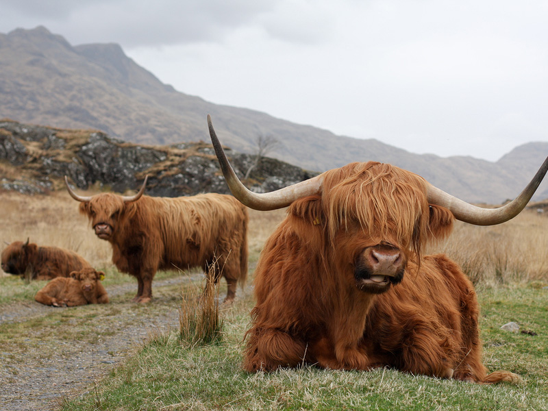 Highland cows, Knoydart Peninsula, Scotland