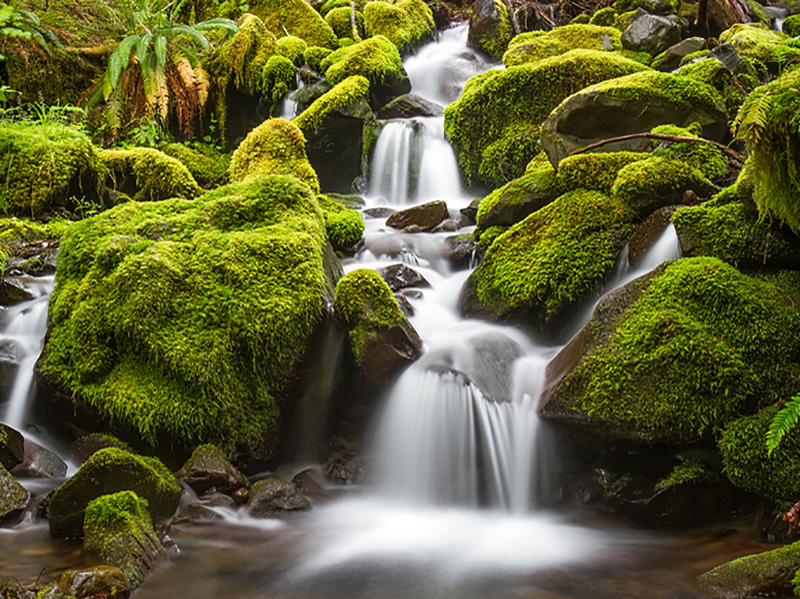 Olympic Rainforest