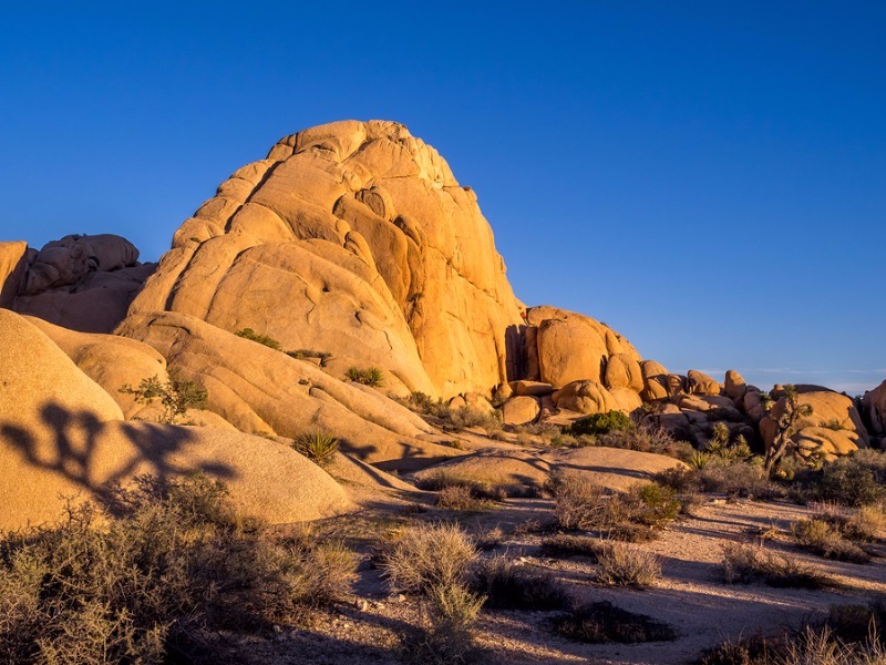 Joshua Tree