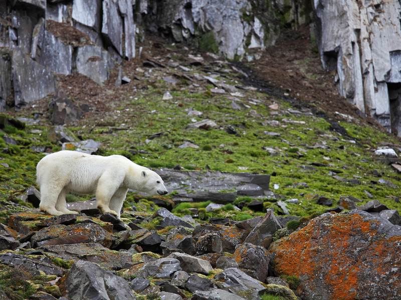 Polar bear, Arctic summer, Svalbard