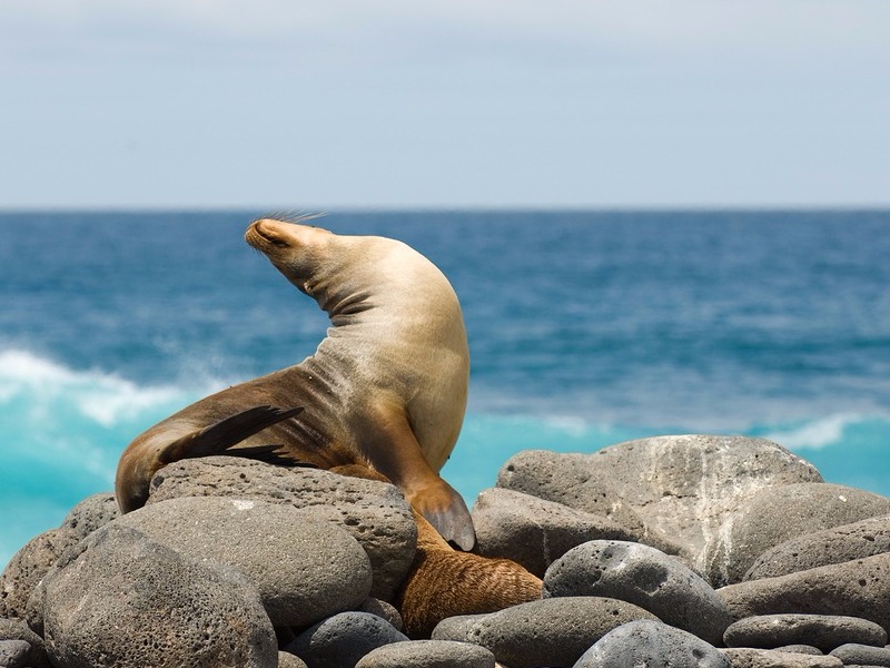 Galapagos Islands