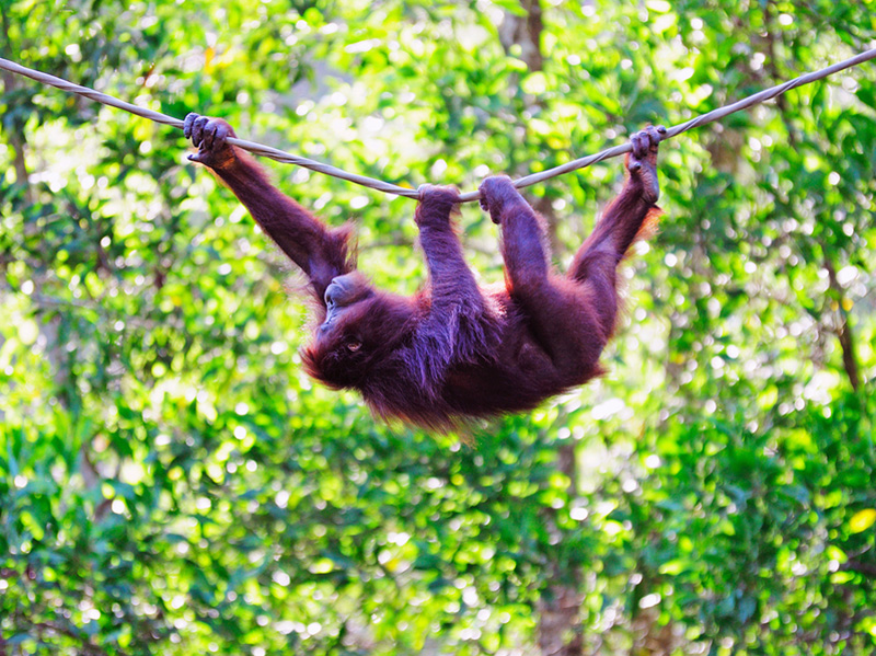 Orangutan in Sabah Borneo