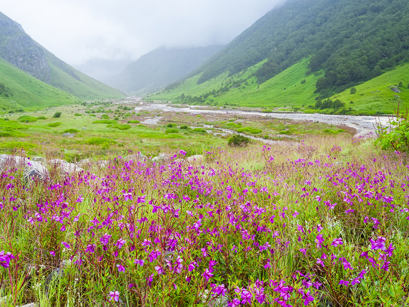 Valley of Flowers