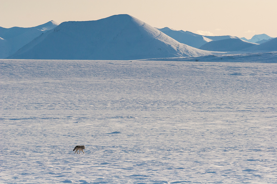 Arctic National Wildlife Refuge