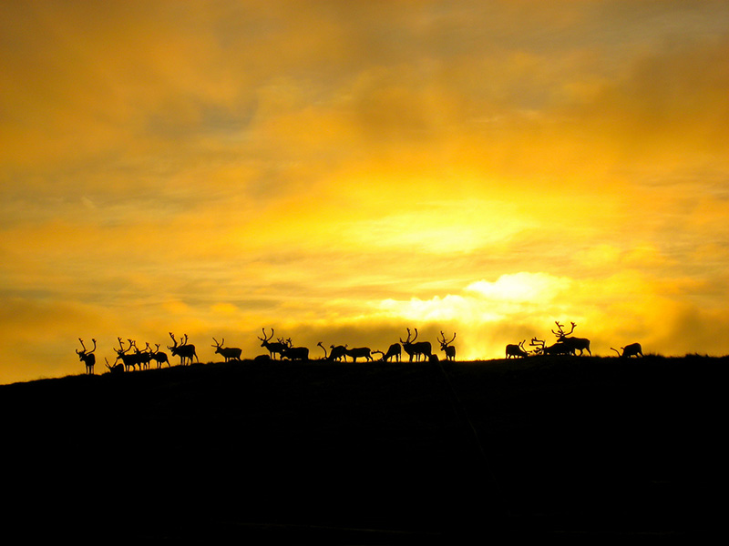 Reindeer during Norway's midnight sun