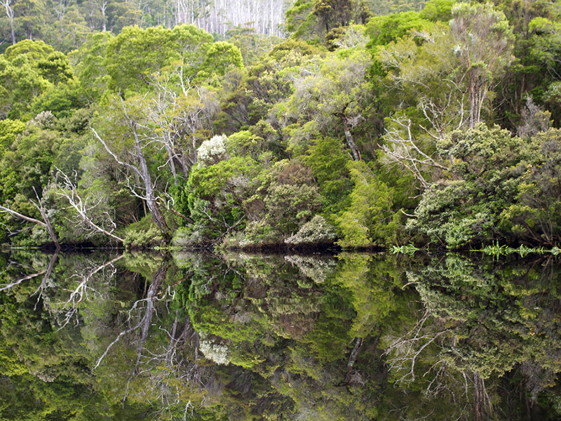 Tarkine Rainforest, Tasmania