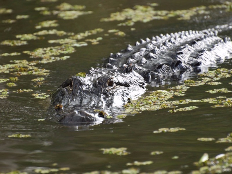 Alligator at Honey Island Swamp