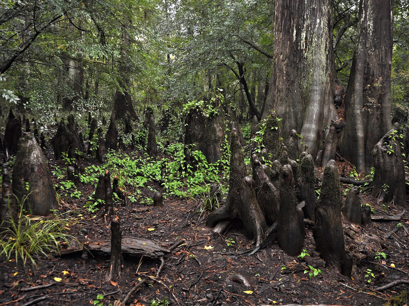 Big Thicket Hiking Trail