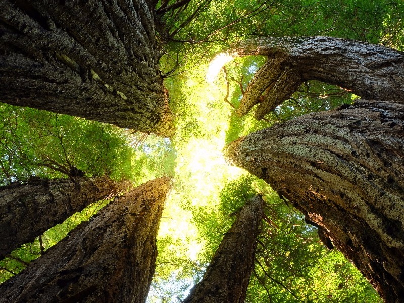 Gazing Up at the trees in Redwood National and State Parks