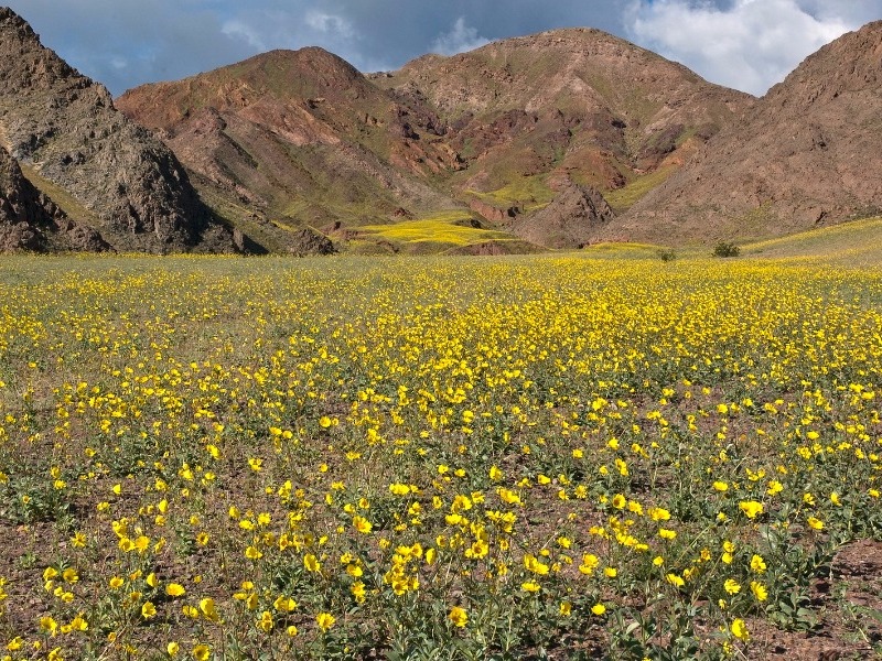 spring in Death Valley National Park