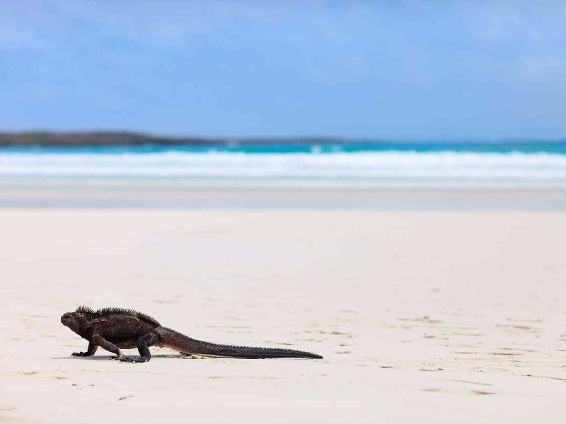 iguana on Galapagos Beach, Tortugas Bay