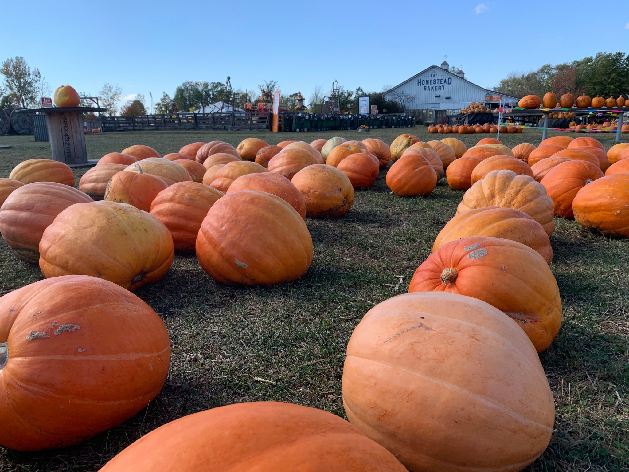 The Great Pumpkin Patch