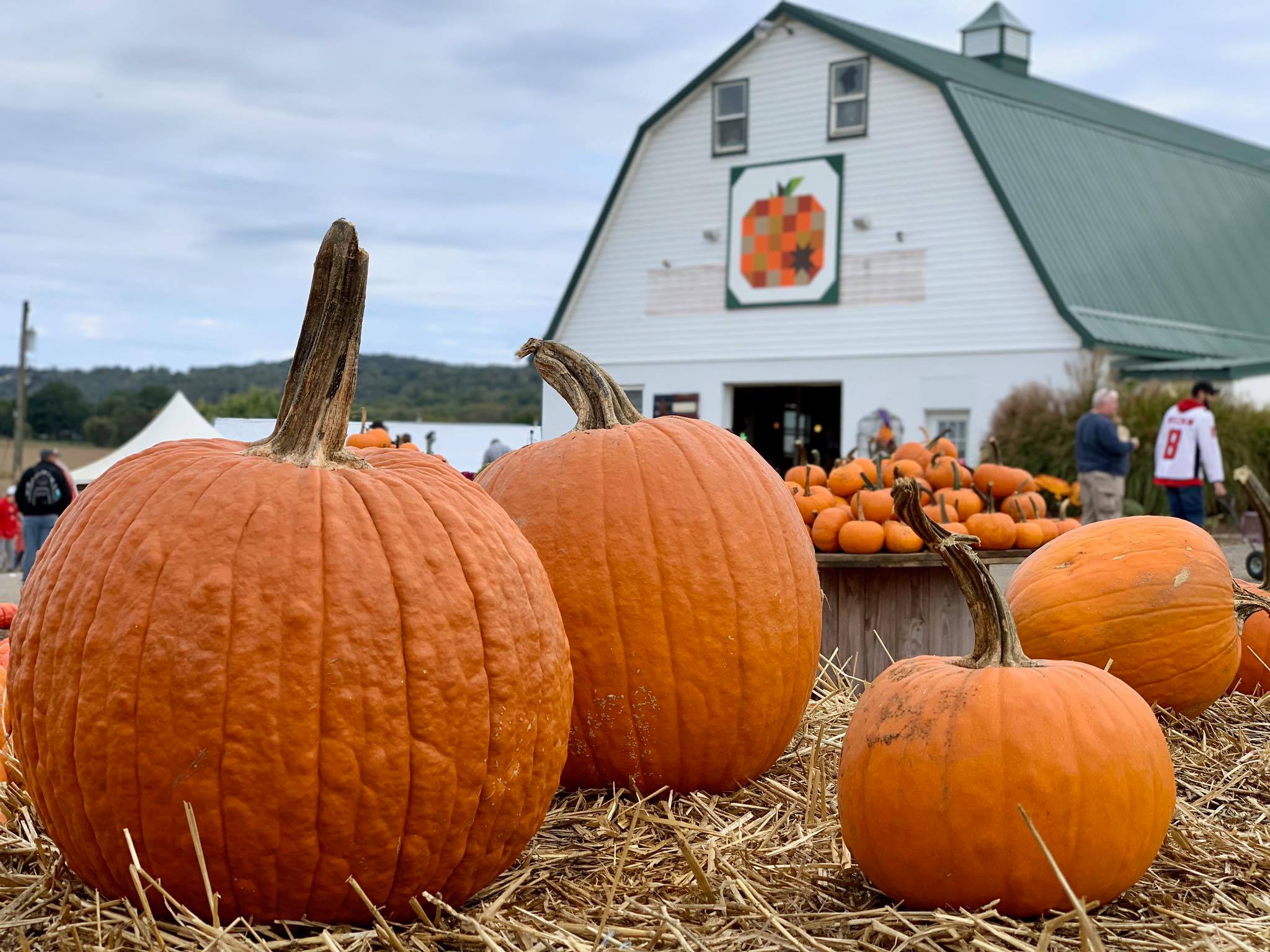 Jumbo's Pumpkin Patch