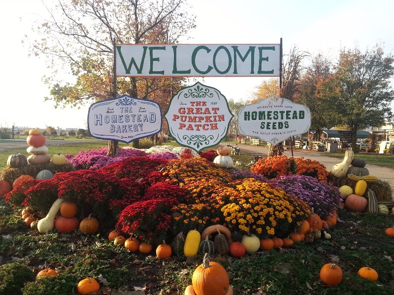 Welcome to the Great Pumpkin Patch 