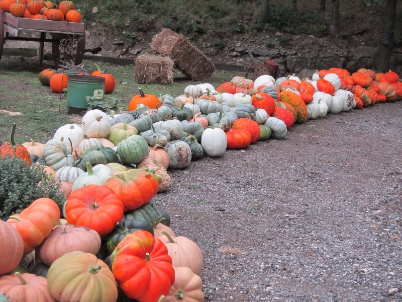 Walter’s Pumpkin Patch 