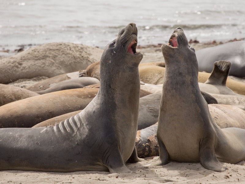 elephant seals at Ano Nuevo State Park, California