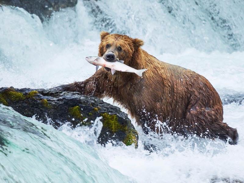 Brown bear, Katmai National Park, Alaska