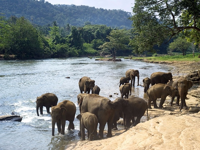 Elephants in Sri Lanka