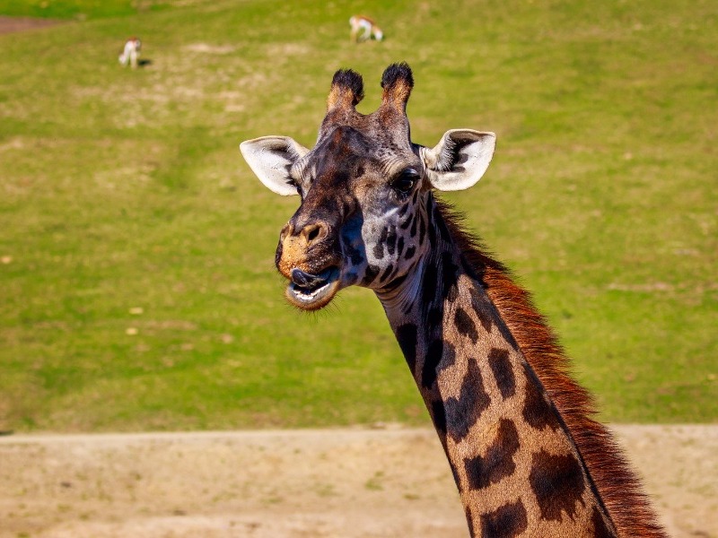 Giraffe at San Diego Zoo Safari Park